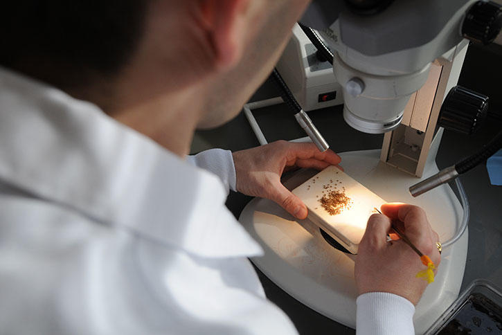 Student works with material in front of a microscope in a Mason lab